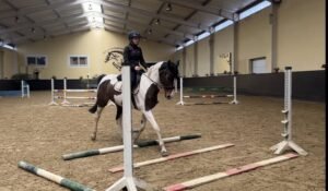 weitere warmblueter stute 14jahre 162 cm schecke freizeitpferd springpferd dressurpferd franzensdorf 2aaf0256 c0ef 4afc 8ac4 9ace2d8e830c