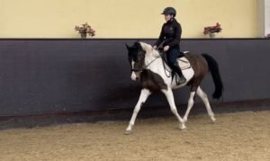 weitere warmblueter stute 14jahre 162 cm schecke freizeitpferd springpferd dressurpferd franzensdorf 38137b49 bbb0 456b a78b efbb707dc952