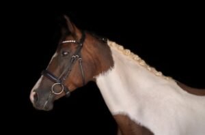 weitere warmblueter stute 14jahre 162 cm schecke freizeitpferd springpferd dressurpferd franzensdorf 3aa30cc3 0cbd 48a8 b598 79c181d3bc4a